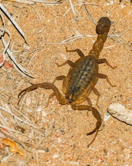 Hottentotta conspersus