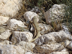Eumeces schneiderii