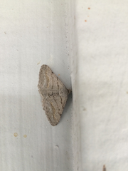 Digrammia imparilata