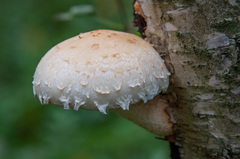 Pholiota heteroclita