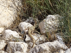 Eumeces schneiderii