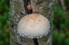 Pholiota heteroclita