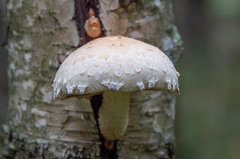 Pholiota heteroclita