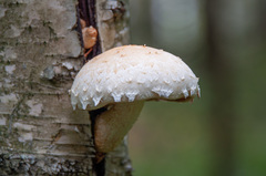 Pholiota heteroclita
