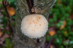 Pholiota heteroclita