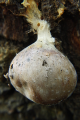 Lycogala flavofuscum