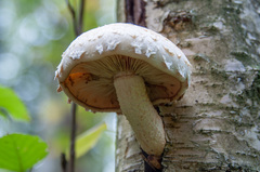 Pholiota heteroclita
