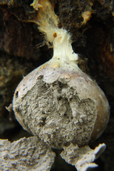Lycogala flavofuscum
