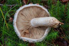 Pholiota heteroclita