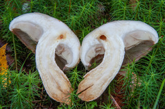 Pholiota heteroclita