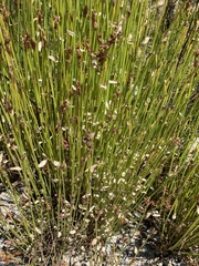 Hypodiscus aristatus