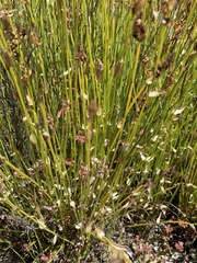 Hypodiscus aristatus