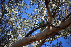 Barnardius zonarius zonarius