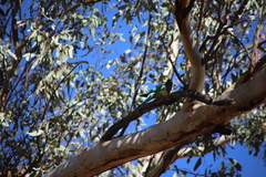 Barnardius zonarius zonarius