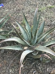 Aloe