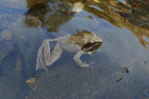 Italian Stream Frog, photo 7 of 7