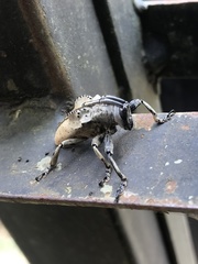 Hypselomus cristatus