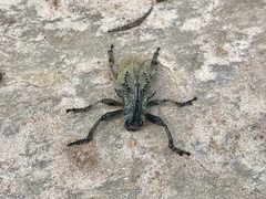 Hypselomus cristatus