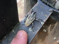 Hypselomus cristatus