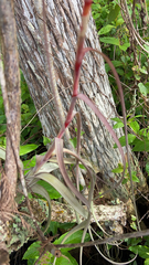 Tillandsia balbisiana image