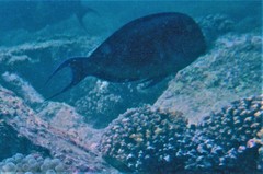 Acanthurus sohal