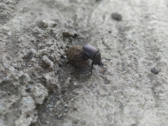 Paragymnopleurus sinuatus