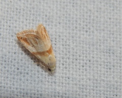 Eublemma cochylioides