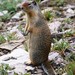 Columbian Ground Squirrel - Photo (c) Erin and Lance Willett, some rights reserved (CC BY-NC-ND)