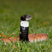 Shield-nosed Cobras - Photo (c) Greg Lasley, some rights reserved (CC BY-NC), uploaded by Greg Lasley