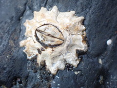 Chthamalus antennatus