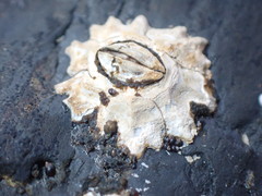 Chthamalus antennatus