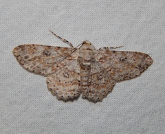 Ascotis reciprocaria