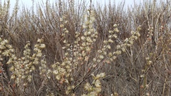 Salix humilis tristis
