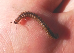 Craspedosomatidae