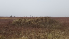 Salix humilis tristis