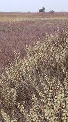 Salix humilis tristis