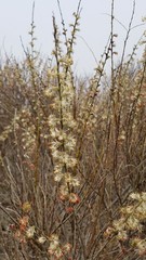 Salix humilis tristis