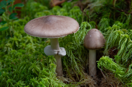 Amanita porphyria Alb. & Schwein.