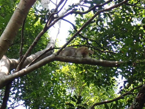 Rhesus Macaque