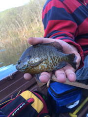Lepomis gibbosus × macrochirus