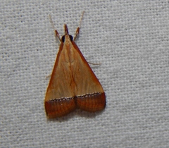 Pseudonoorda rubricostalis