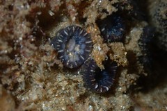 Astrangia woodsi