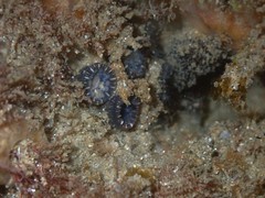 Astrangia woodsi