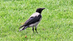 Corvus cornix