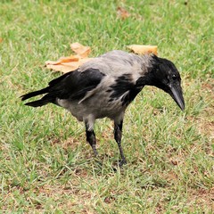 Corvus cornix