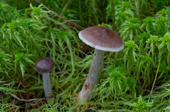 Lactarius pilatii