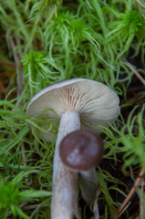 Lactarius pilatii