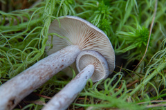 Lactarius pilatii