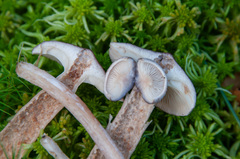Lactarius pilatii