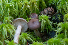 Lactarius pilatii